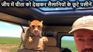 जब अचानक से जीप में घुस गया चीता When the Cheetah suddenly entered the Jeep, Serengeti National Park