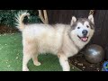 Giant Malamute With Alopecia X / Coat Funk! Phil&#39;s Update