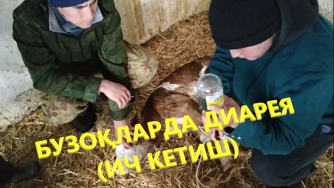 Chol va yigitlar porno video