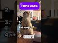 TOP 5 CATS PT.6 #ranked #cat #subscribe #cute #pets #ranking #funny #cats #rankpush #subscribe #sub