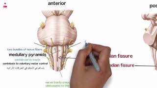 medulla oblongata || النخاع المستطيل