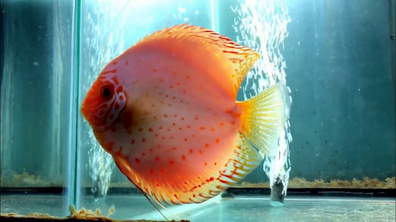 Discus Hans USA maybe pairs March 4 part 2 YouTube