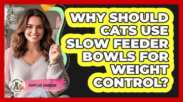 Why Should Cats Use Slow Feeder Bowls For Weight Control? - Happy Cat Handbook