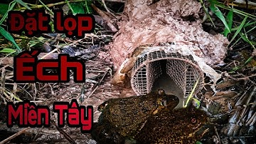 Đặt lọp ếch mùa nước lên #hieptv