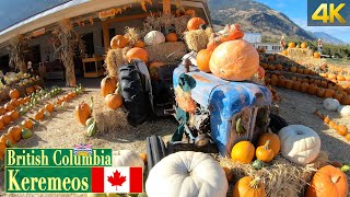 Pumpkins on display in Keremeos BC 🇨🇦 [October 2020]