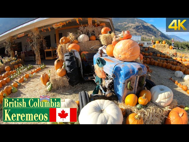 Pumpkins on display in Keremeos BC 🇨🇦 [October 2020]