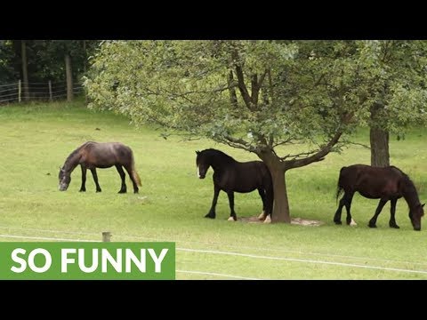 clever-horse-uses-tree-to-scratch-back