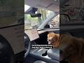 Tesla Dog Mode Tesla Dog Mode