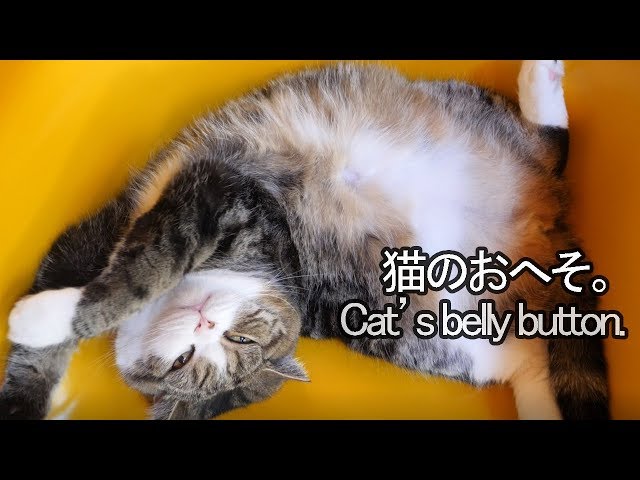 まるのおへそ。-Marus belly button.-