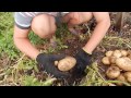 картошка под соломой 2016/ potatoes under straw 2016