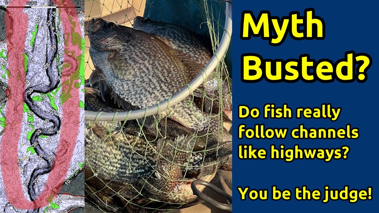 Действительно ли окунь следует по руслам рек, как по автомагистралям? Миф или факт? #acccrappiest...