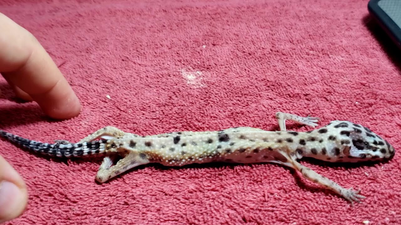 ajutați l pe leopard gecko să piardă în greutate