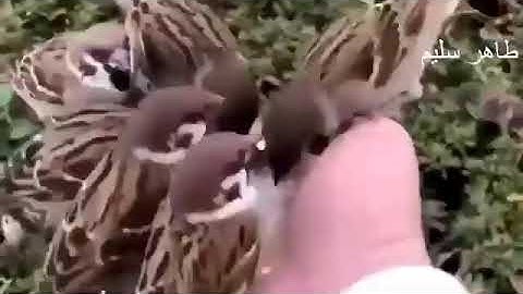 أرح قلبك - قرآن كريم بصوت عبد الباسط عبد الصمد حالات واتس جمييل 😭❤❤