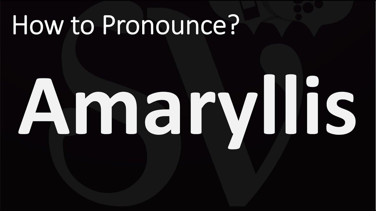 How to Pronounce Amaryllis? (CORRECTLY) - YouTube