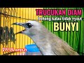 TRUCUKAN GACOR sangat AMPUH memancing EMOSI trucuk DIAM dan buat PANCINGAN TRUCUKAN agar bunyi NYAUT