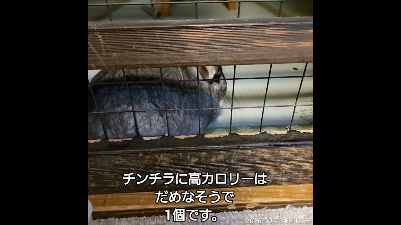 おはよ～しじみです❗2026年9月28日 #ゴールデンレトリバー #チンチラ