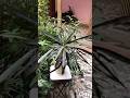 Croton Plant #shorts #trending #crotone #plants #shortsfeed #reels #nature #garden #viralvideo #song