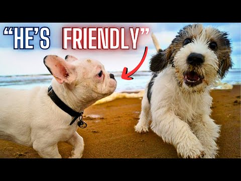 How To Handle Off Leash Dogs
