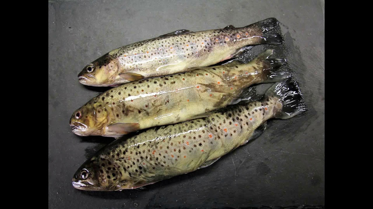 Lipids: the right ratio of Omega 3, Omega 6 and Omega 9 - Blooness