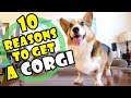 10 Reasons Why You SHOULD Get a CORGI Puppy || Extra After College