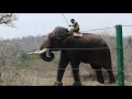 High Tech Elephant proof Fence (Steel wire rope fence)