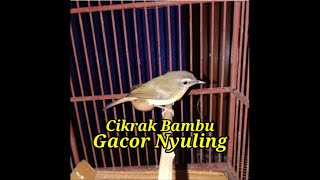 Cikrak Bambu ll gacor nyuling