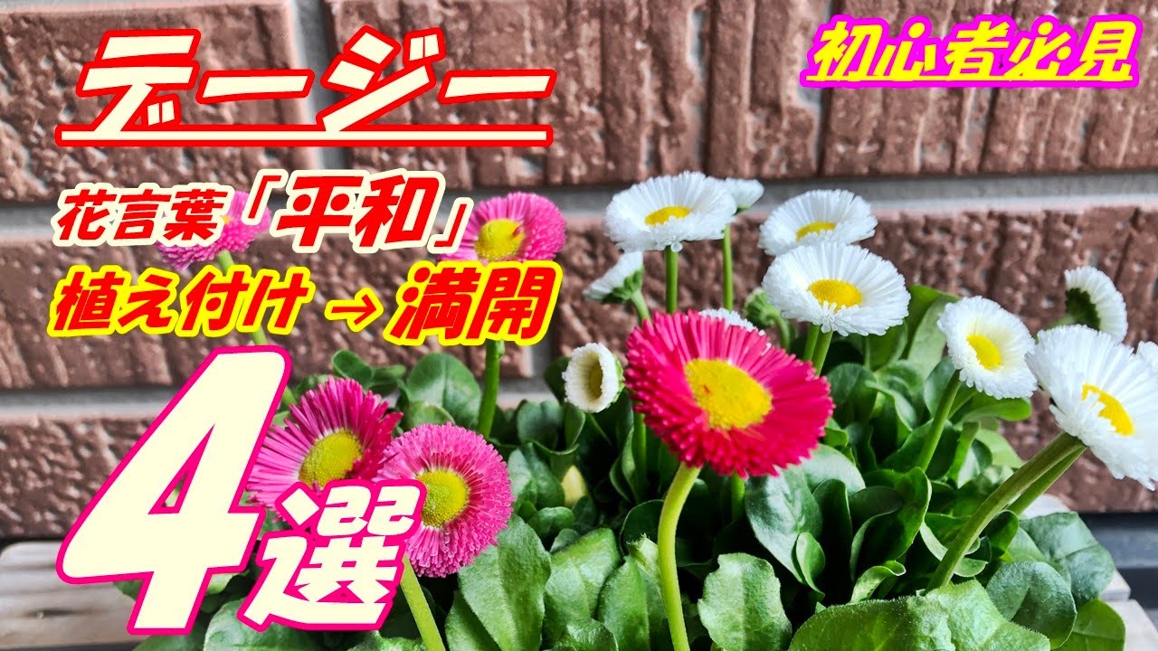 花 ミリオンベル育て方 液肥のやり方 Youtube