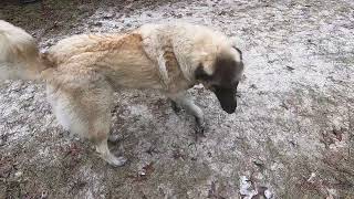 Anatolian Shepherd Dog Pros and Cons