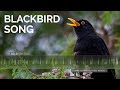 Common Blackbird Song &amp; Calls - The sounds of a blackbird singing in a forest