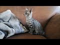 The Serengeti Cat の動画、YouTube動画。