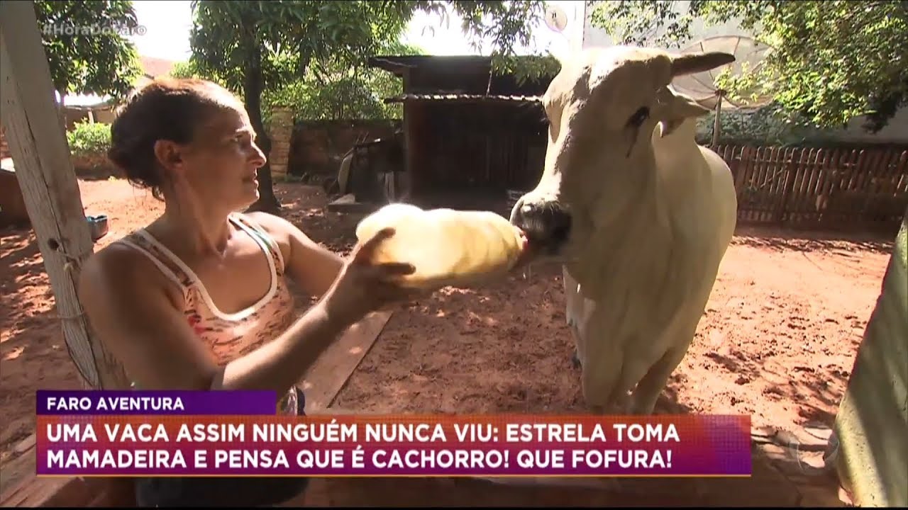 Vaca criada como cachorro bebe leite na mamadeira e come até pizza