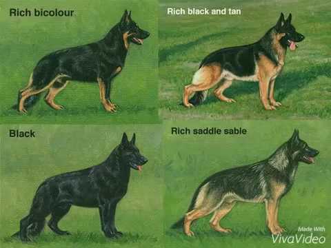 different types of german shepherd puppies