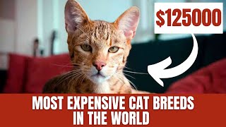 CHECK THIS OUT! 10 Most EXPENSIVE Cat Breeds in the World   CAT VIDEO by Most Expensive Worldwide 31,269 views 1 year ago 8 minutes, 57 seconds