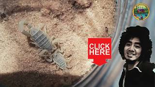 Incredible scorpion mating ritual | #death stalker