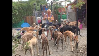 Galgo/Galga (Spanish Greyhound) song & video