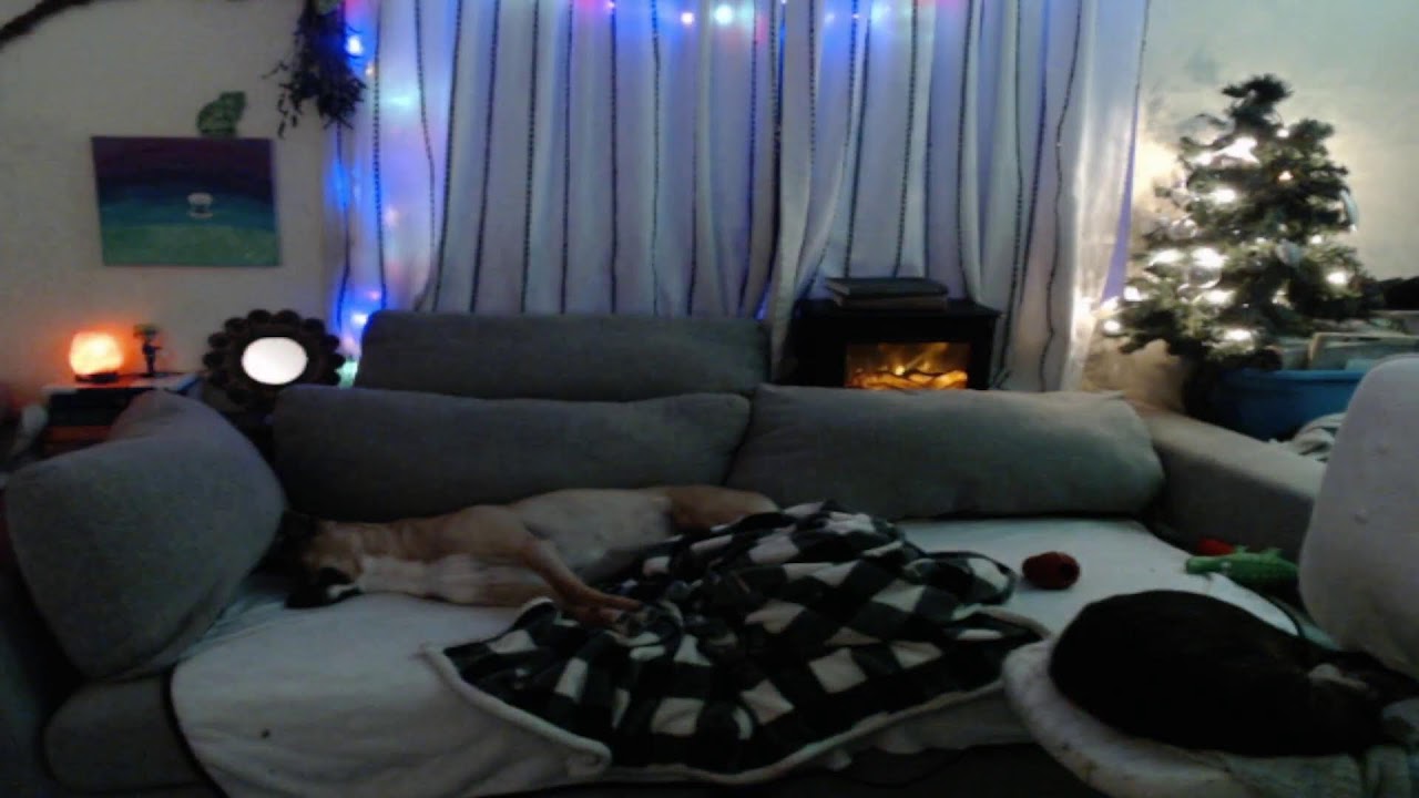 cozy pet cam stream for the night owls... 💤🦉