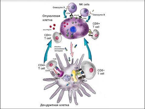 Почему температура тела человека именно 36,6