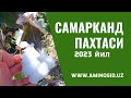 Самарқанд пахтаси 2023 йил -  Aminosid билан ишлов берилган