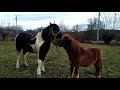 Повернення безстрашного поні.Річард нападає! Как лошади веселятся 😁🐎