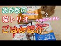 猫トリオのご飯紹介～おまけ付き～