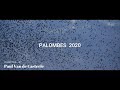 PALOMBES AUX FILETS SAISON 2020 || With Lumix G7 + DJI Mavic Pro