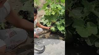 #MeraPyaraBeta#HomeGrown#Kaddu#BlessedMorning#SundaySpecial#VilageVibes#PumpkinLover