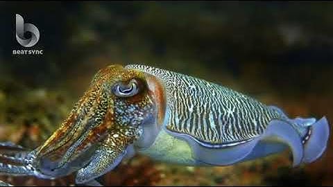 "Cuttlefish and Funky Trees"