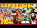 ⚠️ Profetico 2024 en vivo: El sacrificio de la vaca roja (para Adumah)