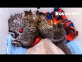 Busy Bee with her 4 kittens | first fosters of the season.