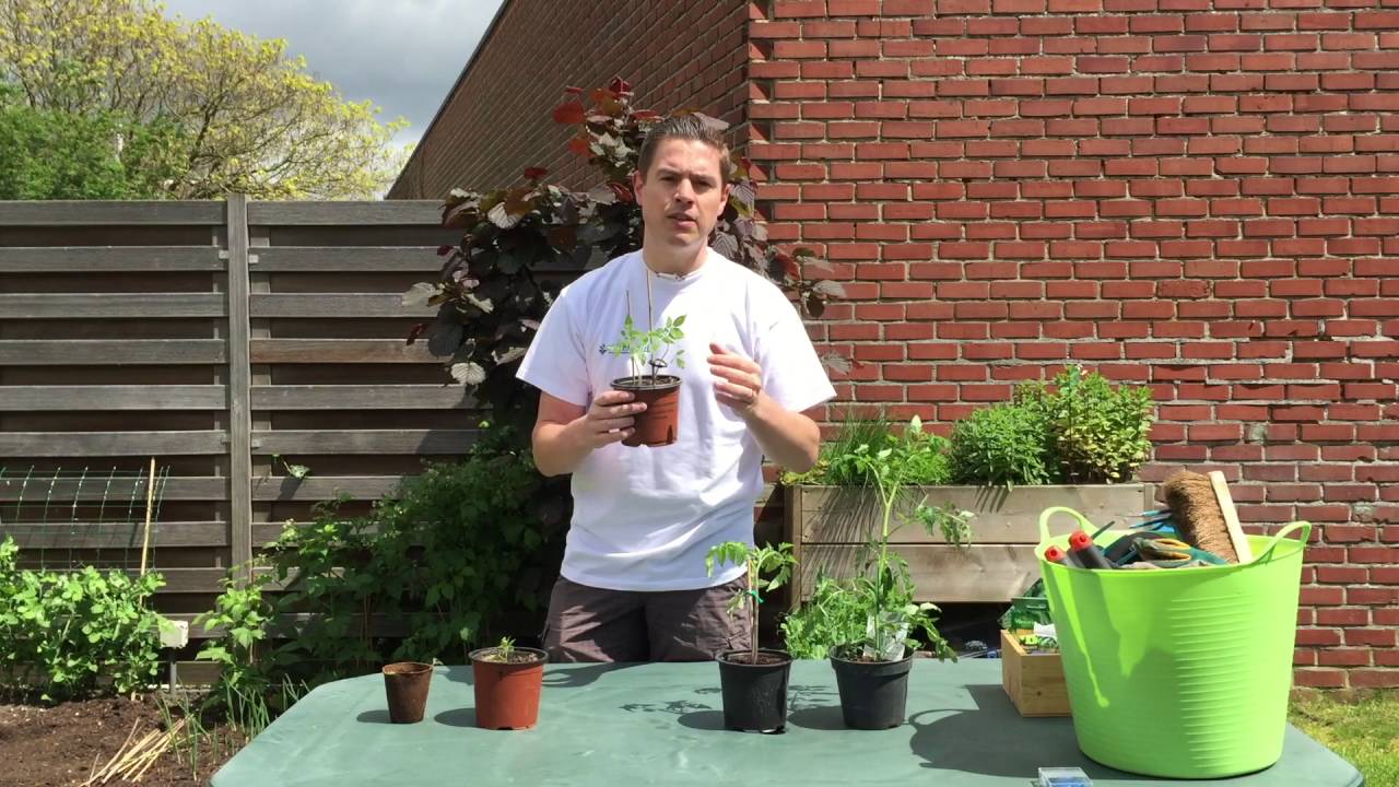 Tomaten: van zaaien tot planten, met Boer Bas