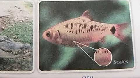 Class-5 Science Chapter-7 Animal World Explanation (Body Coverings) By Richa Srivastava