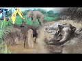 An elephant drowning inside an agricultural well.