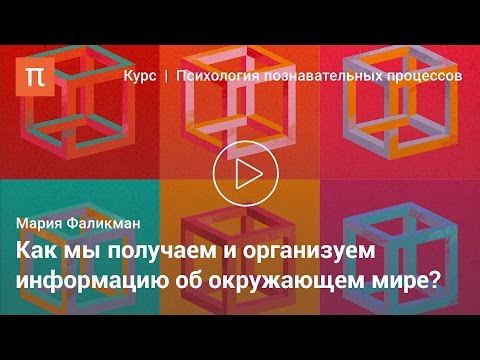 Познавательные процессы человека — Мария Фаликман