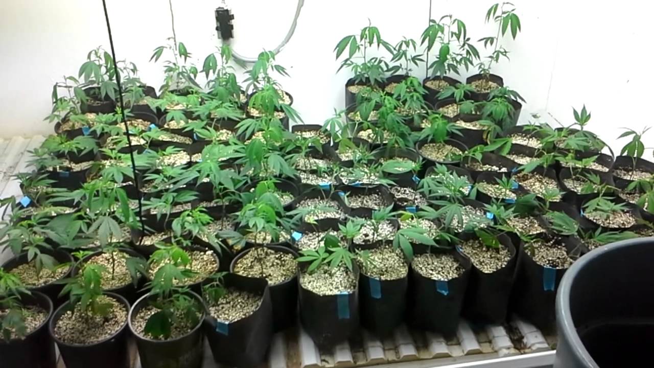 Mothers, clones, teens, vegetative growth room /  nursery